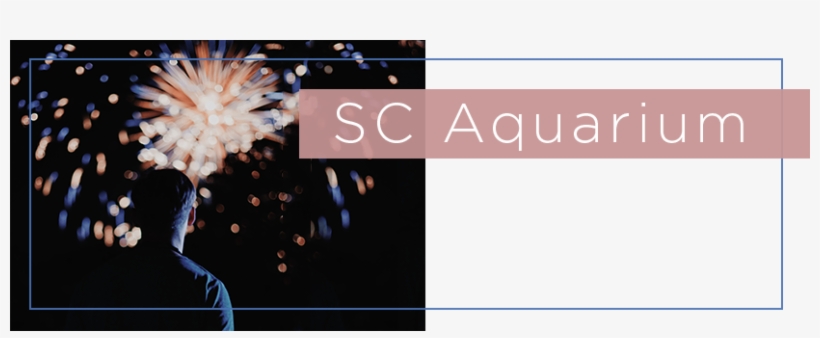 The Fireworks From The Grassy Area Next To The Yorktown - Fireworks, transparent png