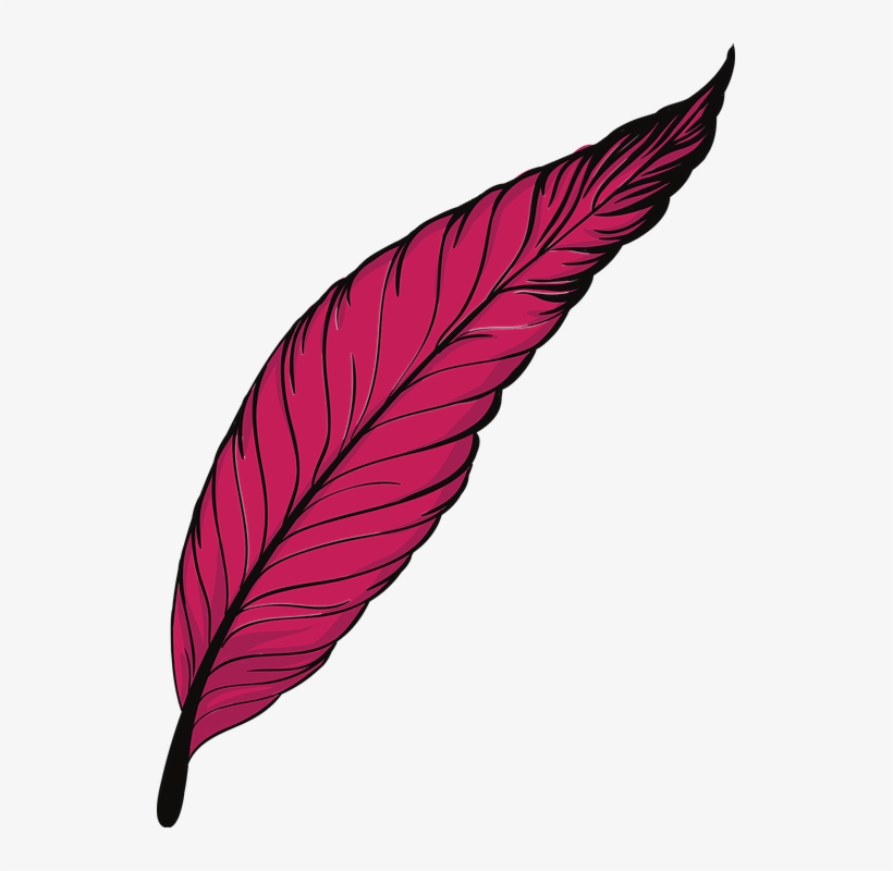 Pen, Feathers, Bird, Animal, Beautiful, Peacock - Pink Feather Png Png, transparent png