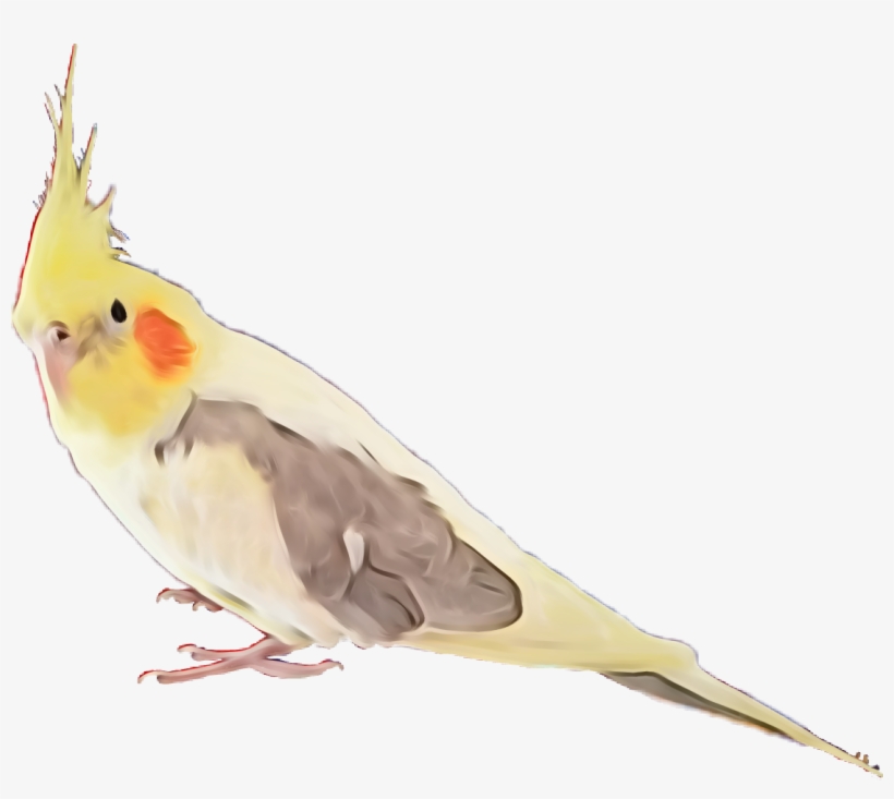 Cockatiel Bird Feather Feathers Exotic Bird Coolorful - Cockatiel, transparent png