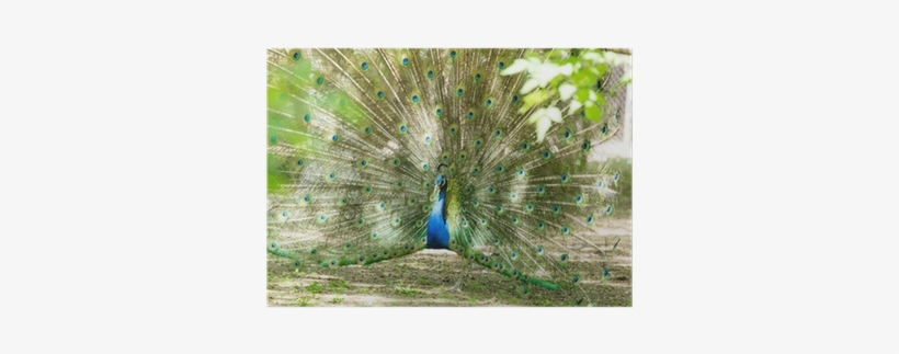 Peacocks, transparent png