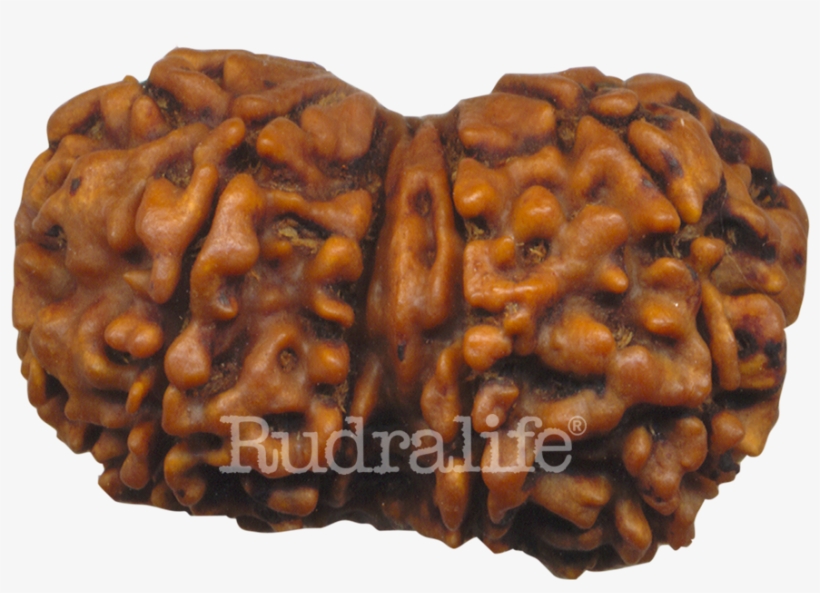 Gaurishankar - Gauri Shankar Rudraksha, transparent png