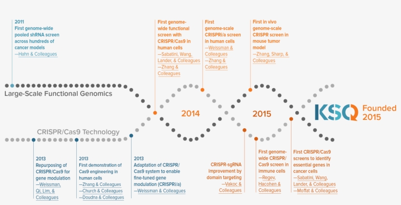 Ksq Therapeutics Timeline - Diagram, transparent png