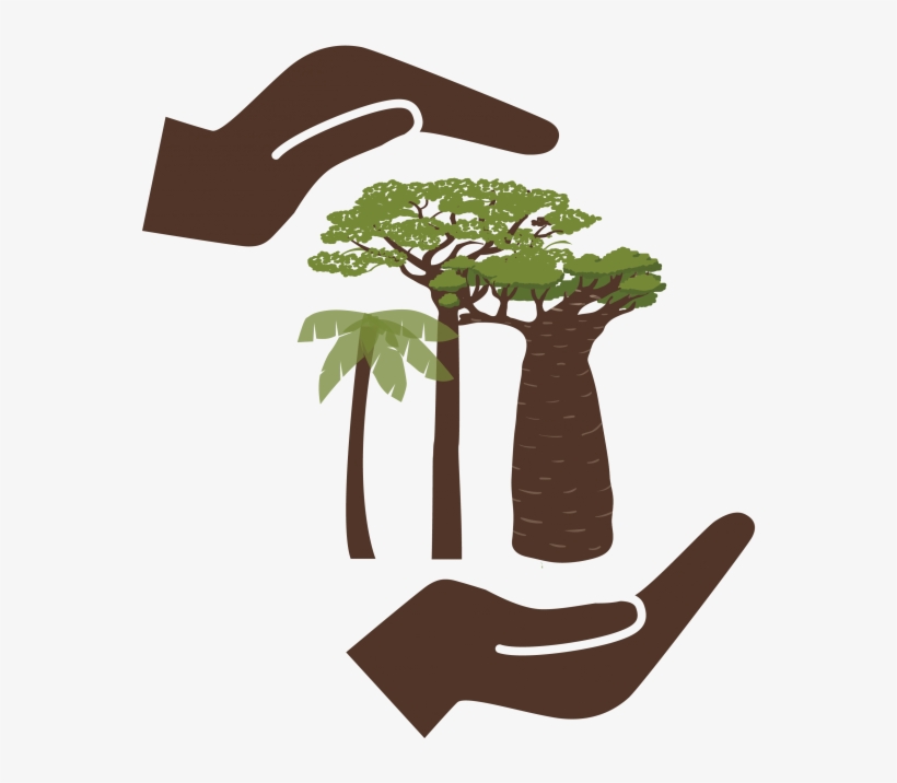 The World Cocoa Foundation And Our Members Have Joined - Tree, transparent png