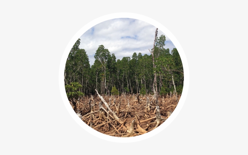 Picto Quizz Actu Deforestation - Black Ship To Hell [book], transparent png