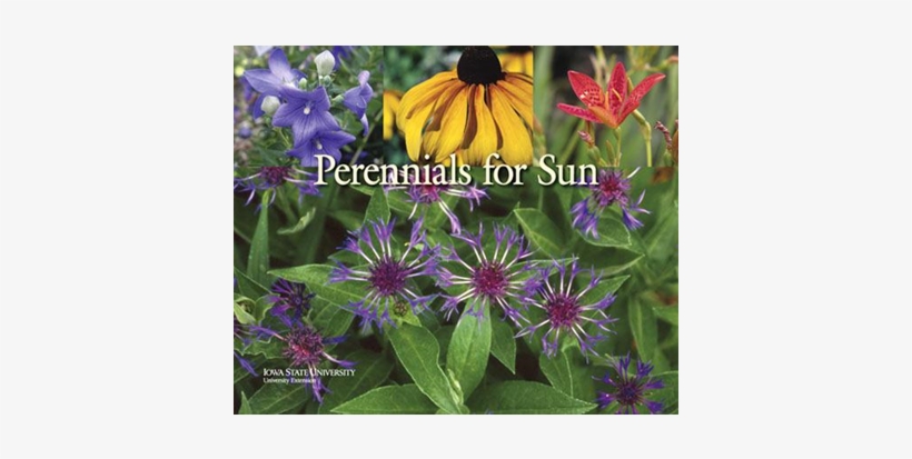Perennials For Sun - Perennial Plant, transparent png