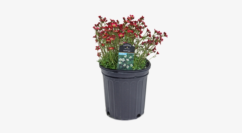 Perennial Plant, transparent png
