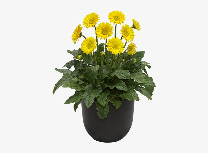 Cut Flower Drought Tolerant Drought Tolerant Perennial - 花苗 宿根ガーベラ スマイル 1株, transparent png