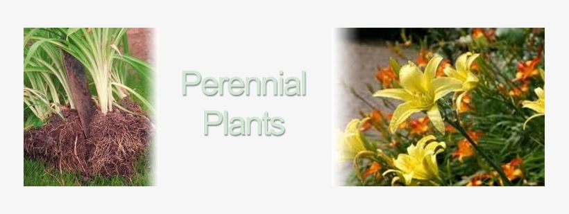 Bareroot Perennials Info - Hemerocallis, transparent png