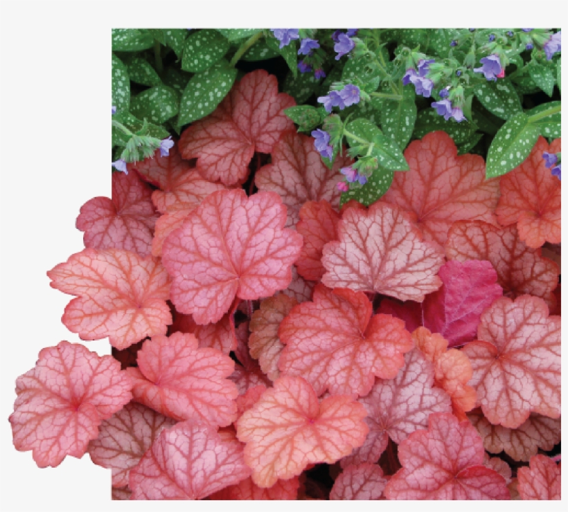 Perennials - Heuchera Georgia Peach Plants, transparent png
