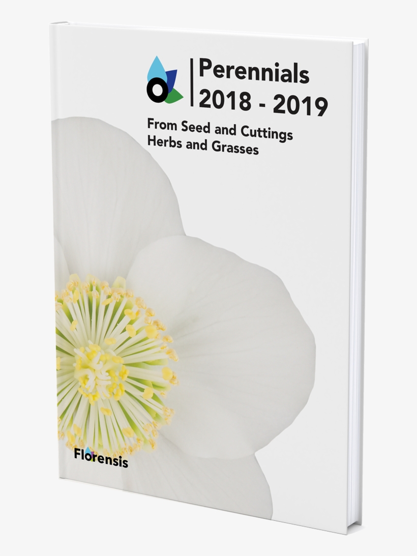 Catalogue - Poppy Family, transparent png