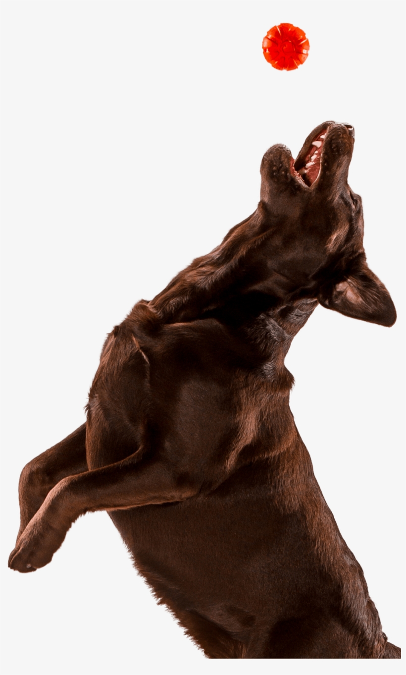 Dog Jumping - Dog, transparent png