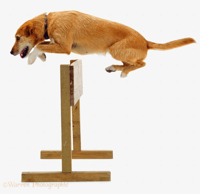Dog Jumping Hurtle Dog Jumping A Hurdle 1198x1094 PNG Download PNGkit
