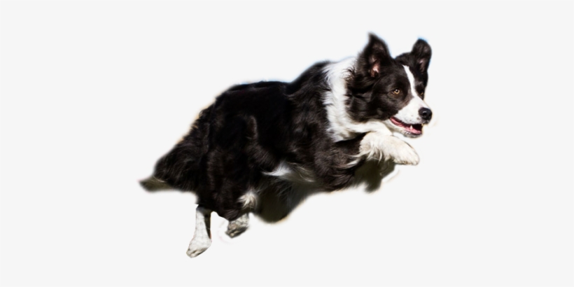 Agility Resources Thats My Super Dog Png Library Stock - Border Collie Agility Png, transparent png