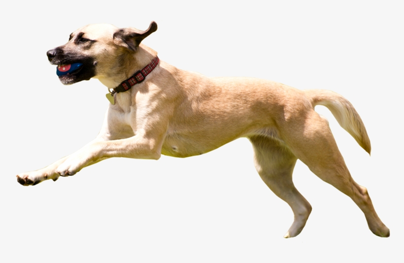 Dog, transparent png
