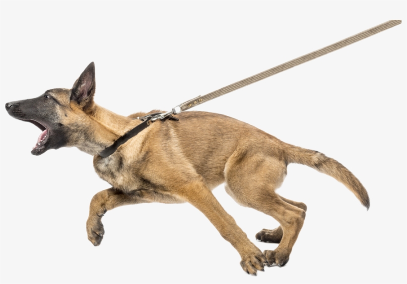 Lmo Web Dogagression - Dog Lunging, transparent png