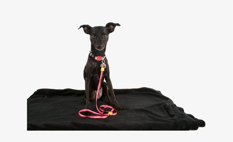 The Hardest Part Is The Consistency And Dedication - Dog, transparent png
