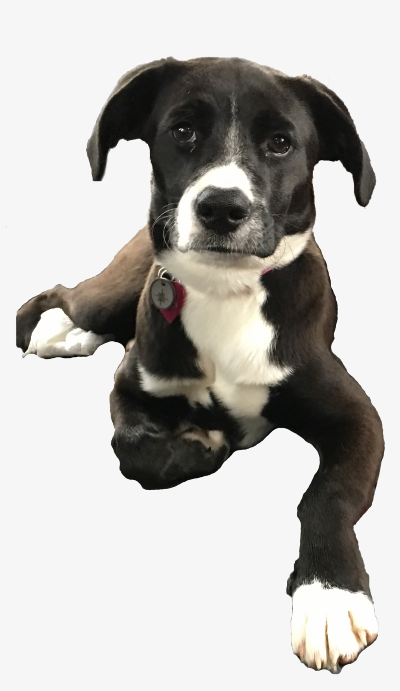 Sofia, The Infinite Media Corp Mascot - Dog Catches Something, transparent png