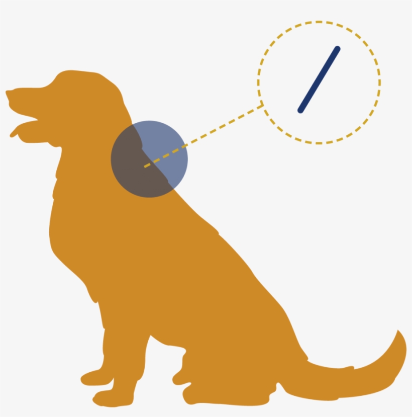 Learn More About Microchipping - Silhouette Golden Retriever Clipart, transparent png
