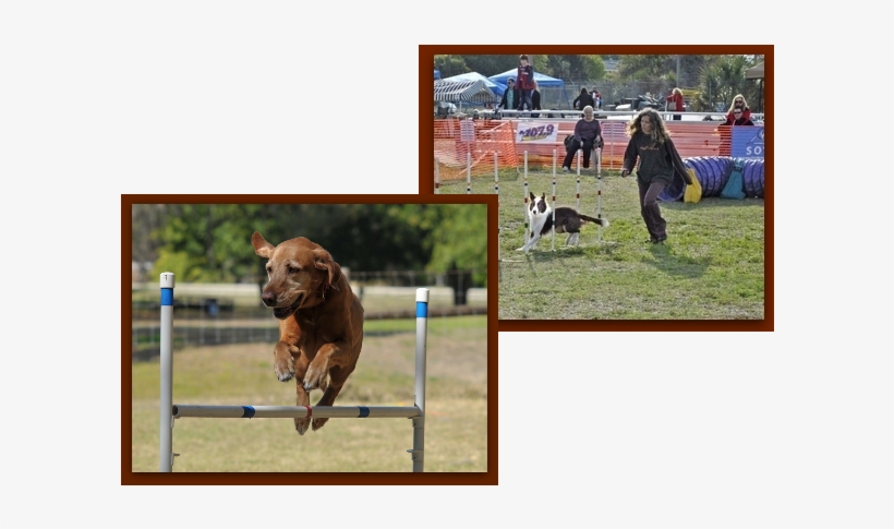 Sage Jumping And Strider, Red And White Border Collie - Border Collie, transparent png