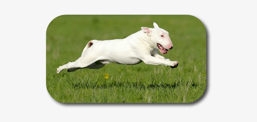 How Can I Give My Big Dog Eye Drops When He Is Always - Dog, transparent png