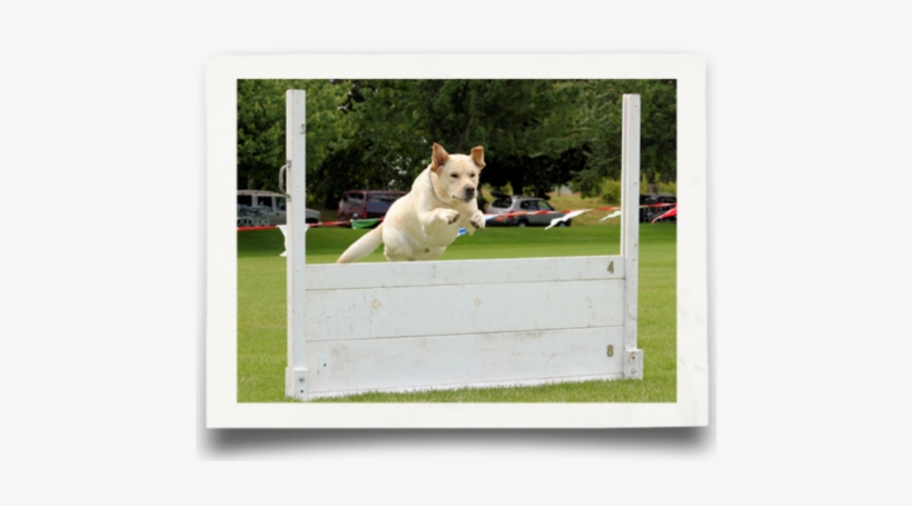 High Combined - Labrador Retriever, transparent png