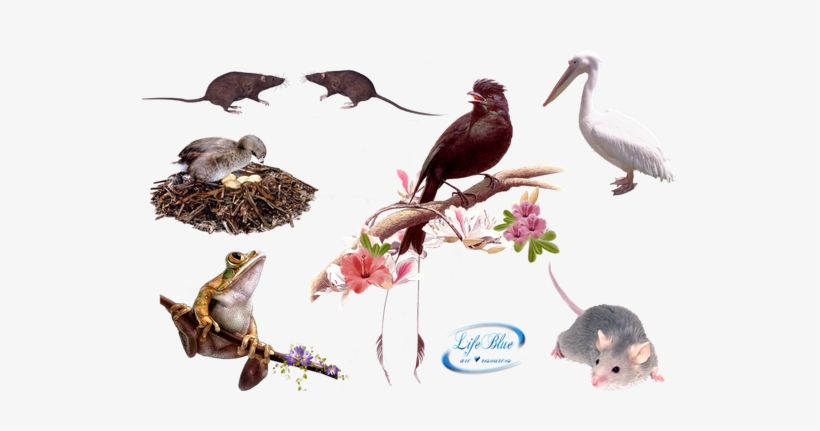 Clip Art, Animal Kingdom, Deviantart, Animals, Animais, - Animal, transparent png