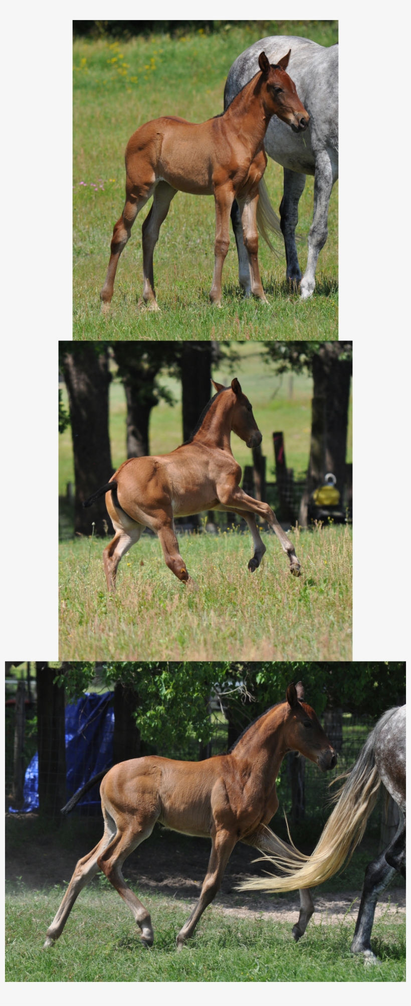 Cw Adonis - Sorrel, transparent png