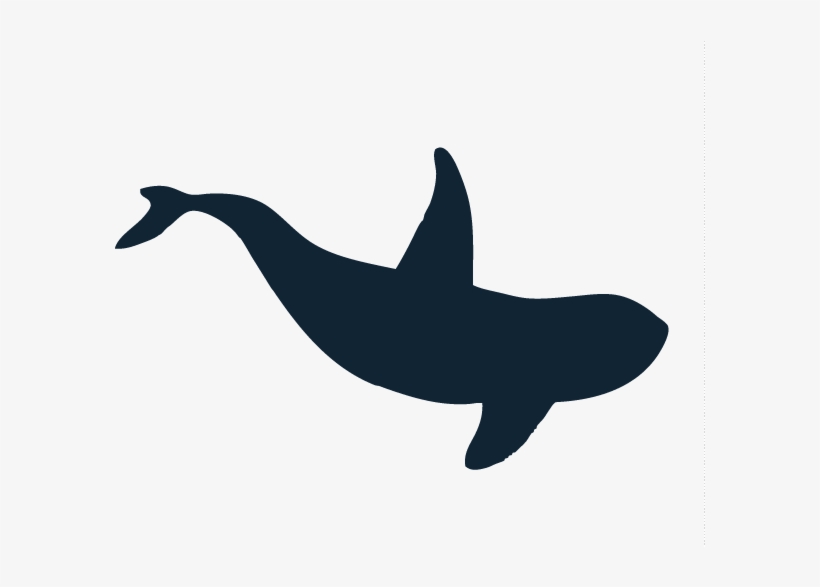 Killer Whale - Whale, transparent png