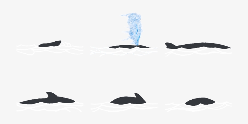 Rorcual Costa Garraf - Whale, transparent png
