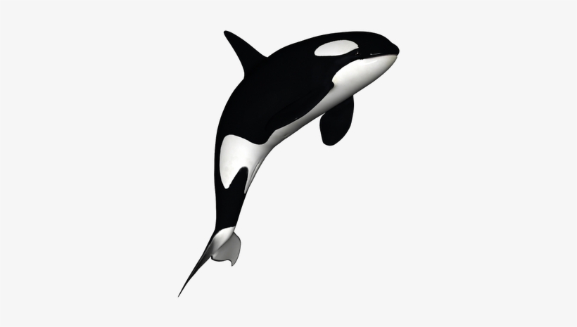 Orca Decoration Orca Tattoo, Whale Tattoos, Tatoo, - Orca Png, transparent png