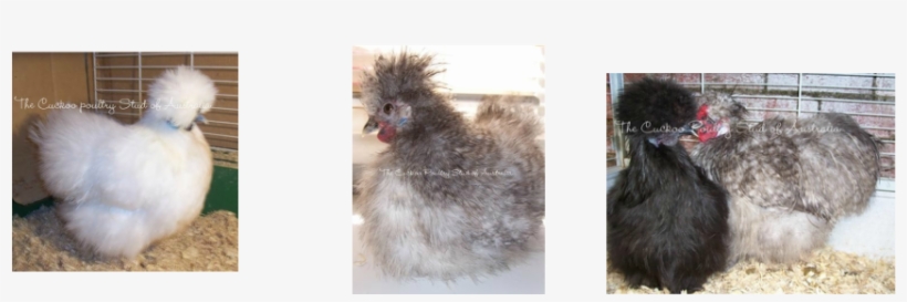 Cuckoo, Black, Chocolate, Splash Orpingtons And The - Chicken, transparent png