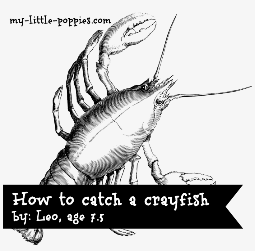How To Catch A Crayfish - Cancer Constellation, transparent png