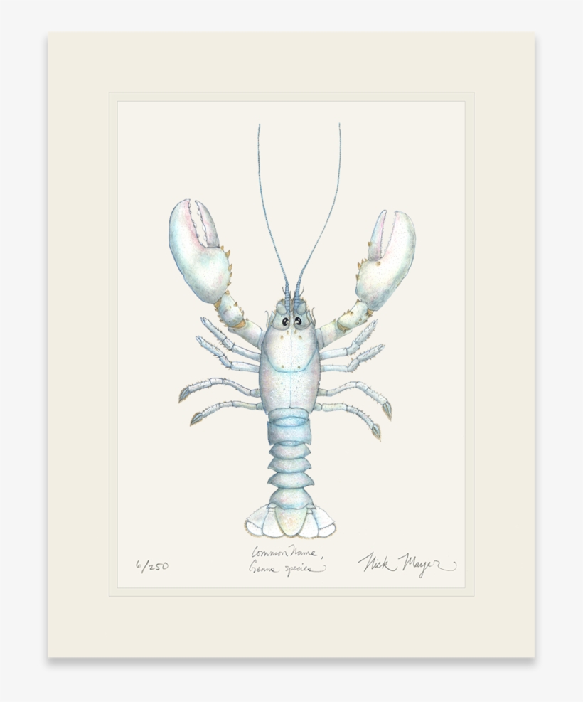 Albino Lobster - Art, transparent png