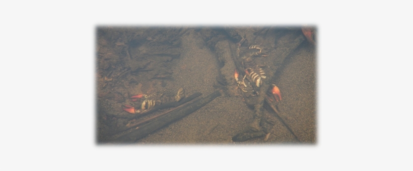 Crayfish Kill 2015 Tenmile Creek - Freshwater Whipray, transparent png