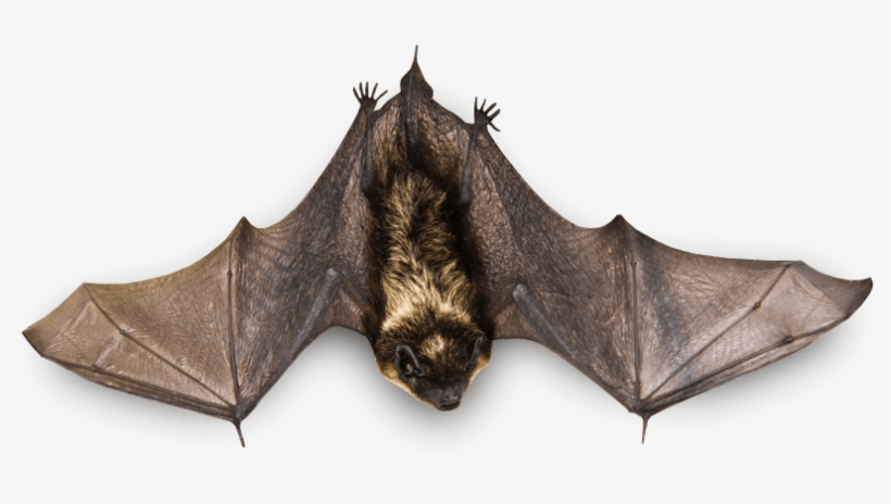 Small Bat Flying - Bat On A Branch, transparent png