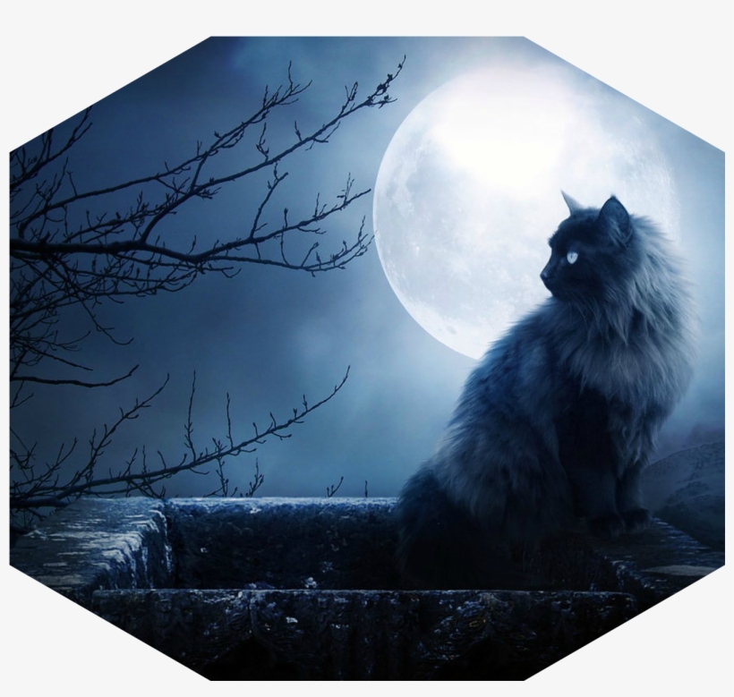 Gato En La Pared, Silueta De Un Arbol, Luna Llena 152622, transparent png