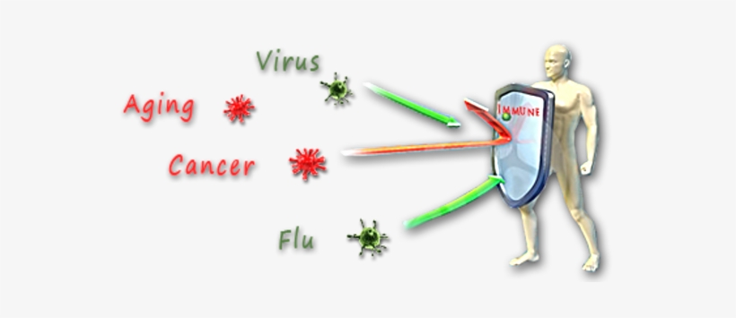 Stronger Immune System, transparent png