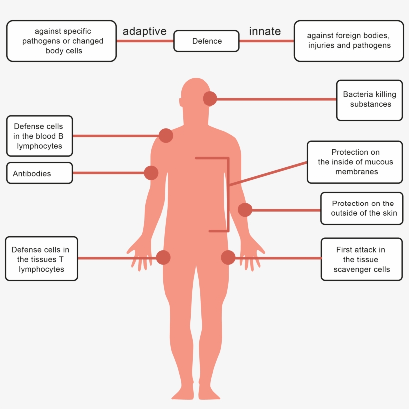 Look At The Diagram That Shows Ways That The Body Uses - Pathogens Of Human Body, transparent png