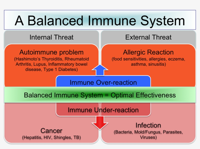 Th1 Th2 And The Connection To A Balanced - Immune Regulator, transparent png