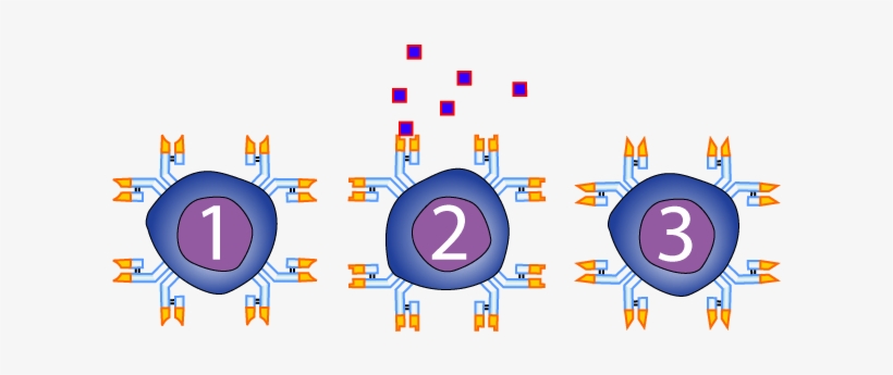 Recognition Is When An Receptor Binds With An Antigen - Diagram, transparent png