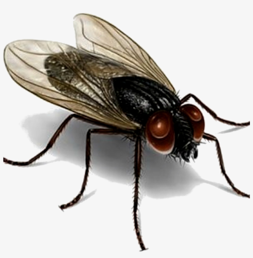 Los Organismos Patógenos Son Recolectados Por Las Moscas - House Fly, transparent png
