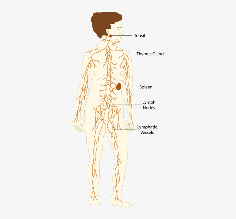 Lymphatic System Vs Immune System - Lymphatic System, transparent png