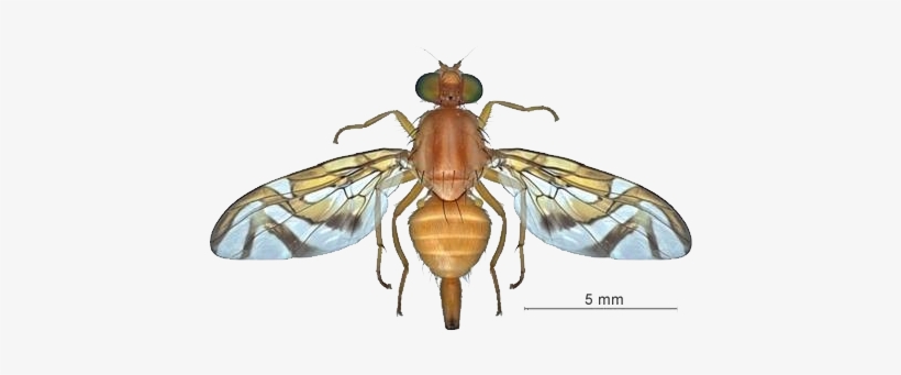 Image 1 - Mosca - Mosca De La Guayaba Anastrepha Striata, transparent png