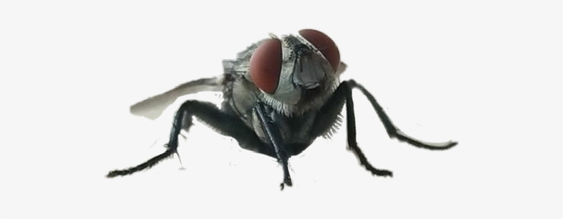 Mosca Freetoedit - House Fly, transparent png