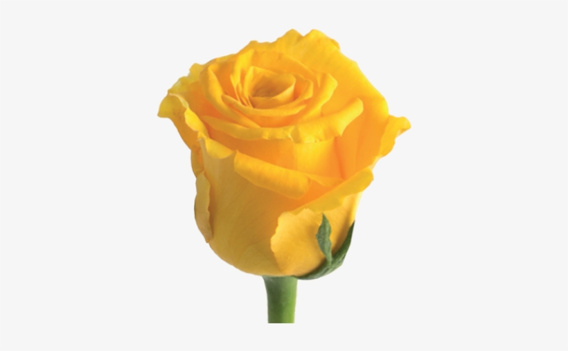 Tweet - Floribunda, transparent png