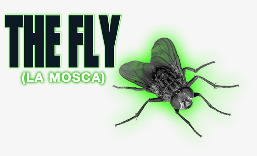 The Fly Image - House Fly, transparent png