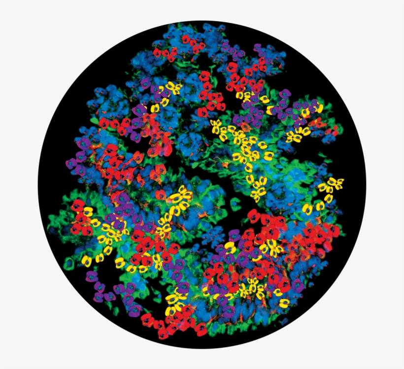 Flower Patch - Apollo Design 2471 Flower Patch Colourscenic Glass, transparent png