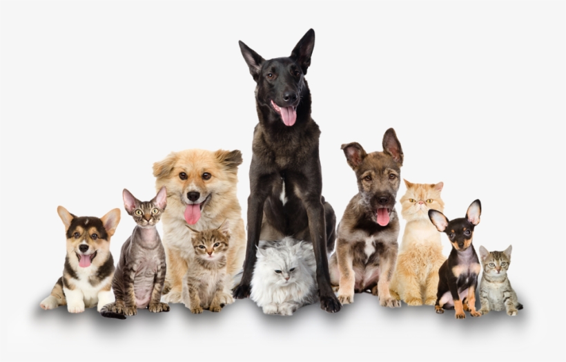 Cat And Dog Png No Background Pluspng - Clear The Shelters 2017, transparent png