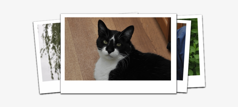 Happy Tails Pet Hospital, transparent png