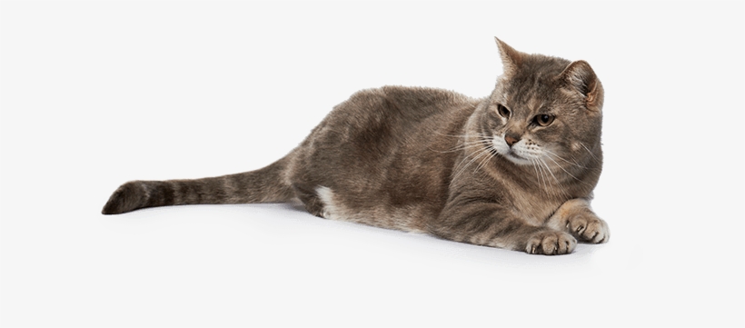 Our No-kill Partners - Domestic Short-haired Cat, transparent png